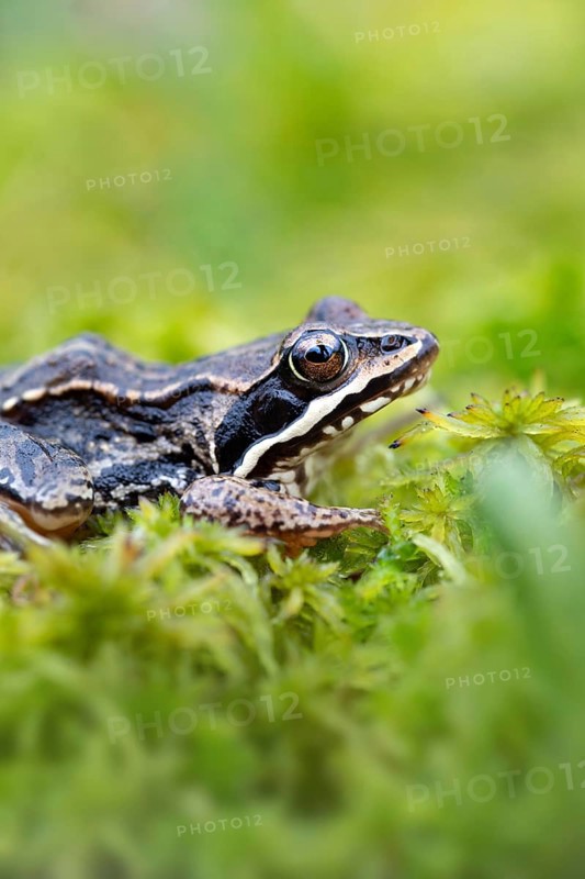 Moor frog (Rana arvalis)