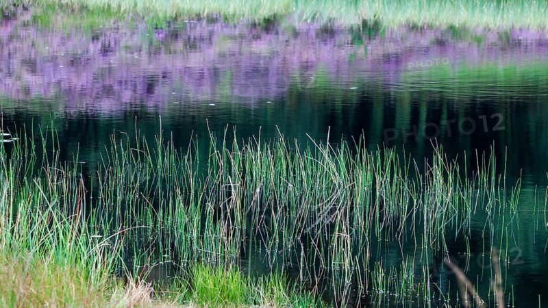 Flowering broom heather in the reflection Vossenkop