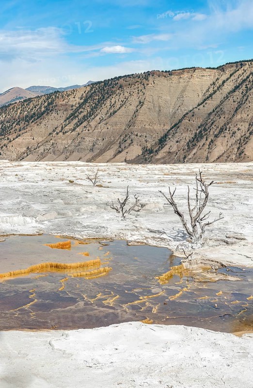 Dead trees on sinter terraces