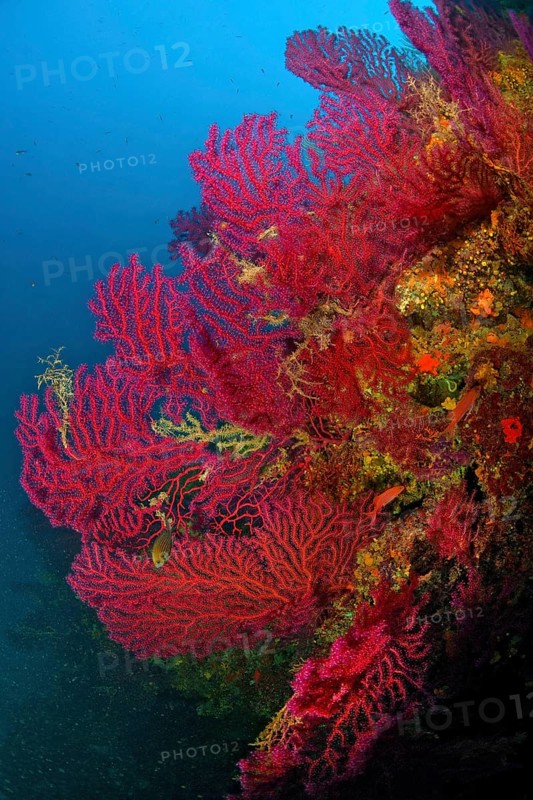 Large fans of colour-changing Violescent sea-whip (Paramuricea clavata) on steep wall filter plankton from current