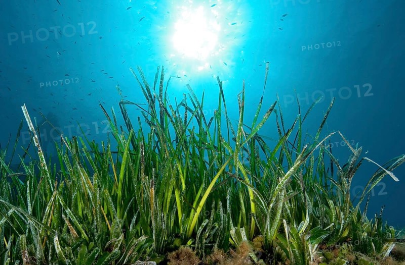 Neptune Grass (Posidonia oceanica)