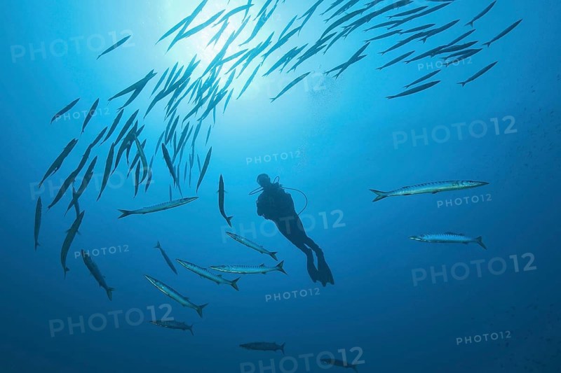 Diver is surrounded by European barracuda (Sphyraena sphyraena)