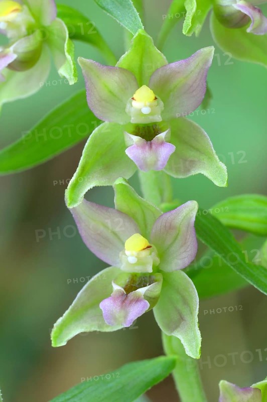 Broad-leaved marsh orchid (Epipactis helleborine) Flowers of an orchid