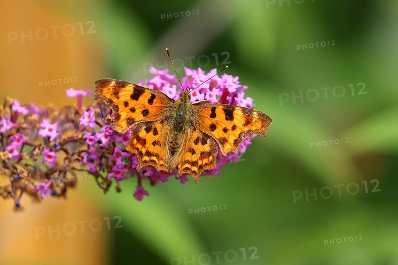 Comma (Polygonia c-album)