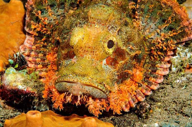Head and spread pectoral fins of Bearded Scorpionfish (Scorpaena barbatus)