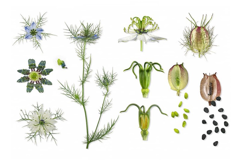 Love in a mist (Nigella damascena)