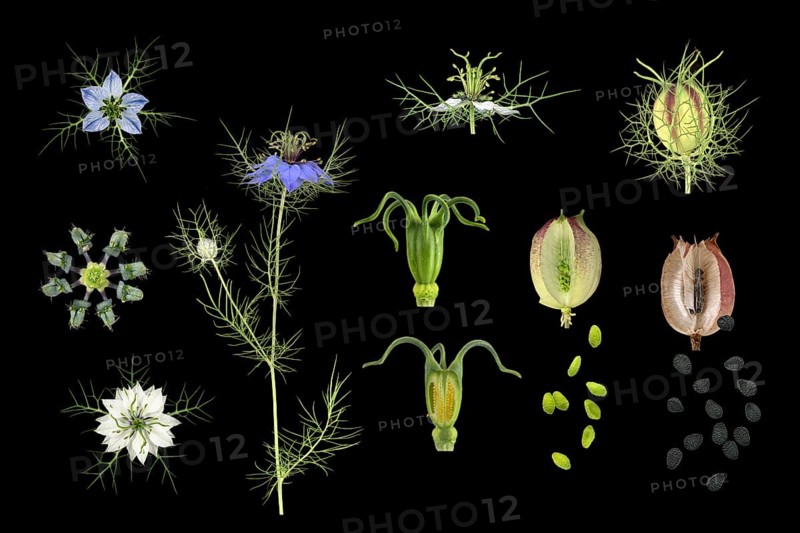 Love in a mist (Nigella damascena)