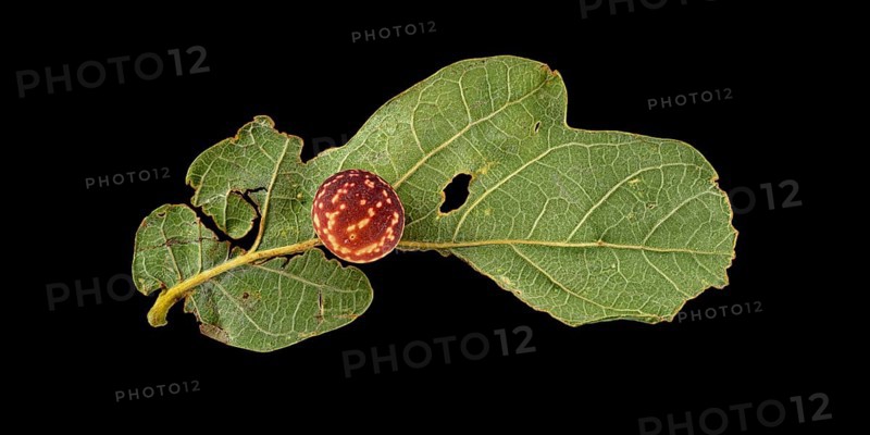 Striped oak gall wasp (Cynips longiventris)