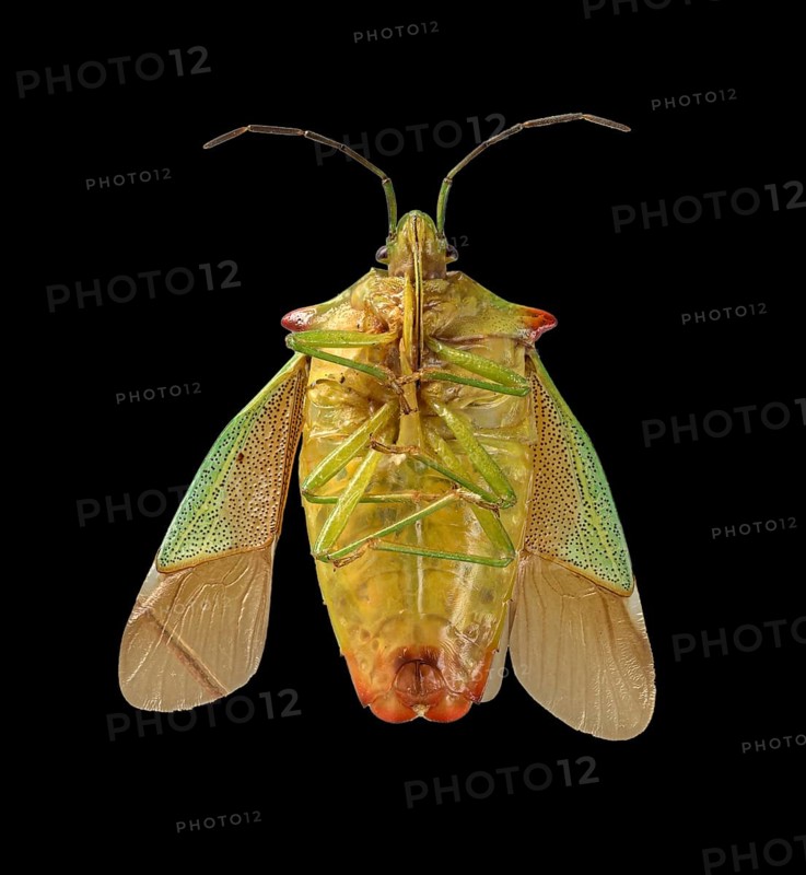 Hawthorn shield bug (Acanthosoma haemorrhoidale)