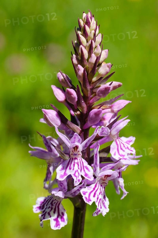 Flowering fox's Common spotted orchid (Dactylorhiza fuchsii)