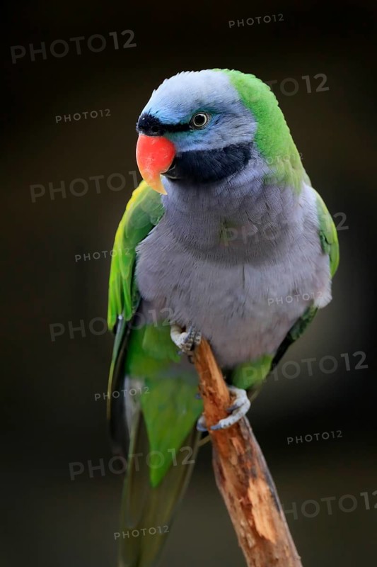 Lord Derby's parakeet (Psittacula derbiana)