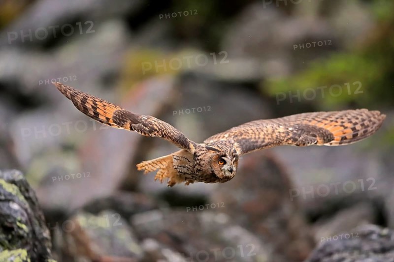 Long-eared owl (Asio otus)