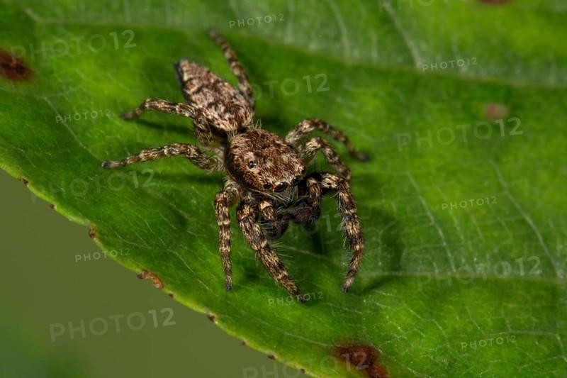Fencepost jumper (Marpissa muscosa) male on a leaf