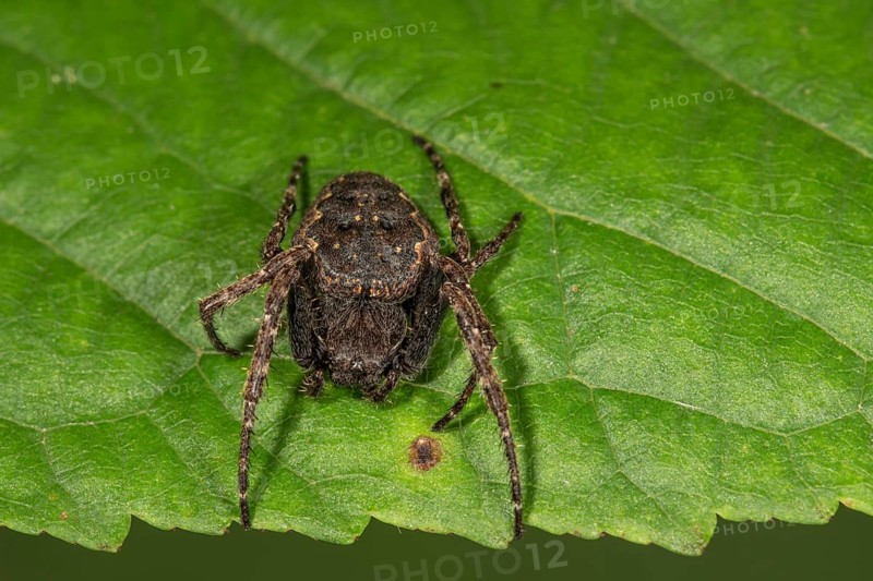 Walnut orb weaver spider (Nuctenea umbratica) on a leaf