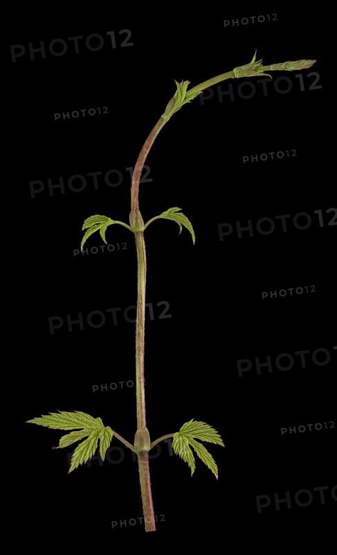 Common hop (Humulus lupulus)
