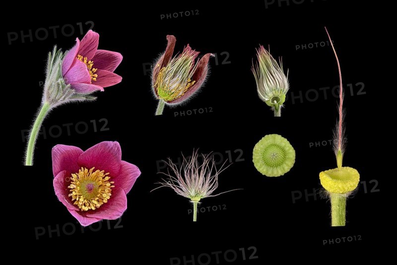 Pasque flower (Pulsatilla vulgaris)