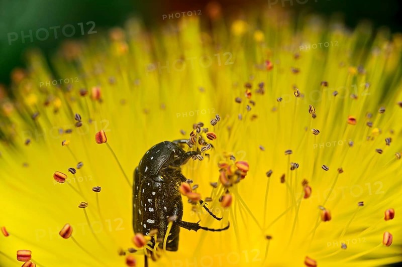 White spotted rose beetle (Oxythyrea funesta) in a St. John's wort flower