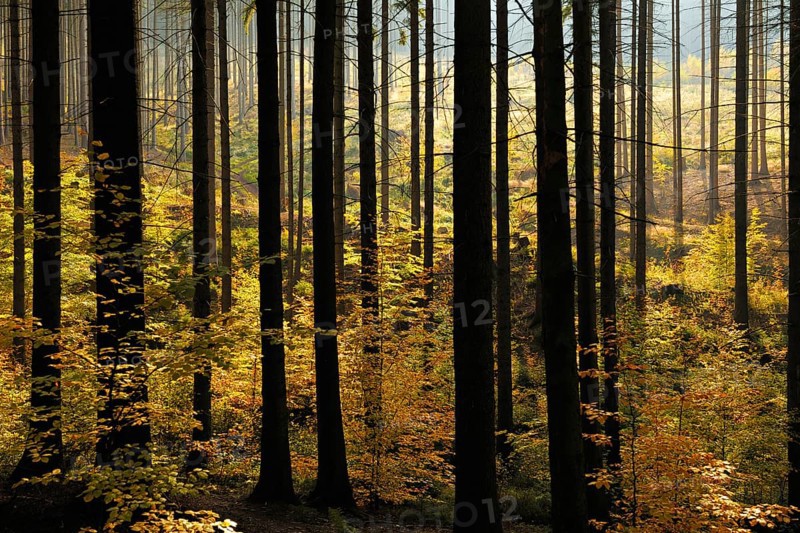 Spruce forest with incipient regeneration by beech in autumn