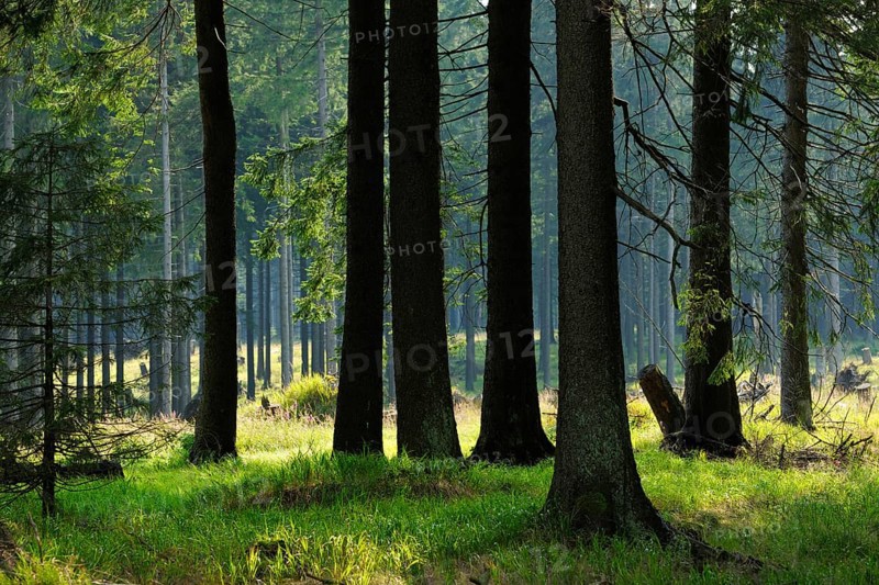 Typical spruce forest in the light of the evening sun