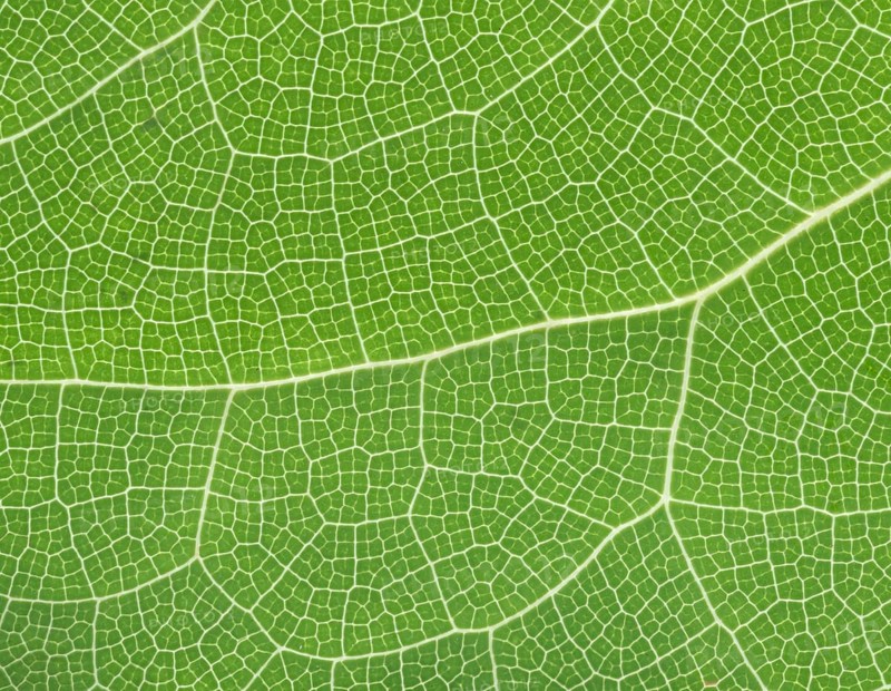 Sulphur coloured barrenwort (Epimedium x versicolor Sulphureum)