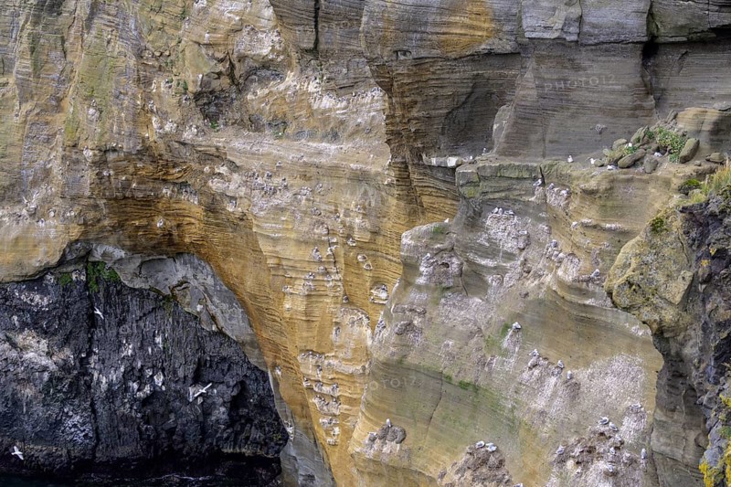 Breeding birds in the cliffs of Londrangar