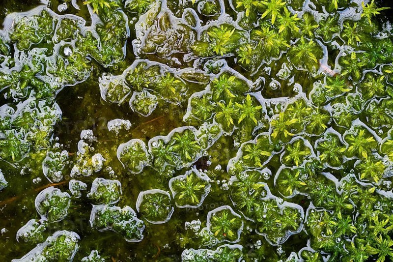 Peat moss (Sphagnum)