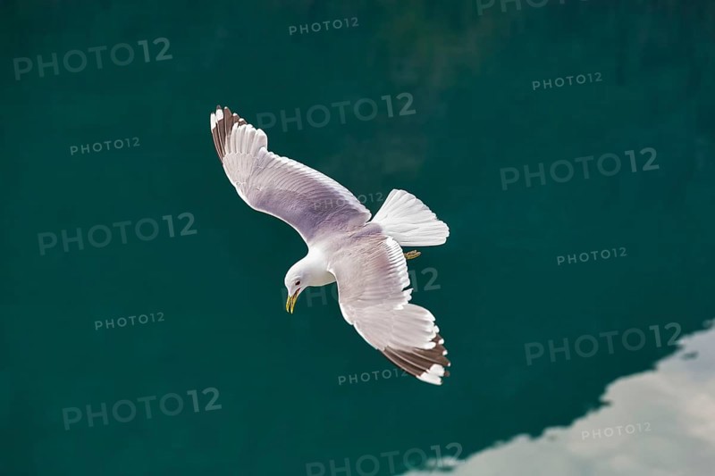 Common gull (Larus canus) flying