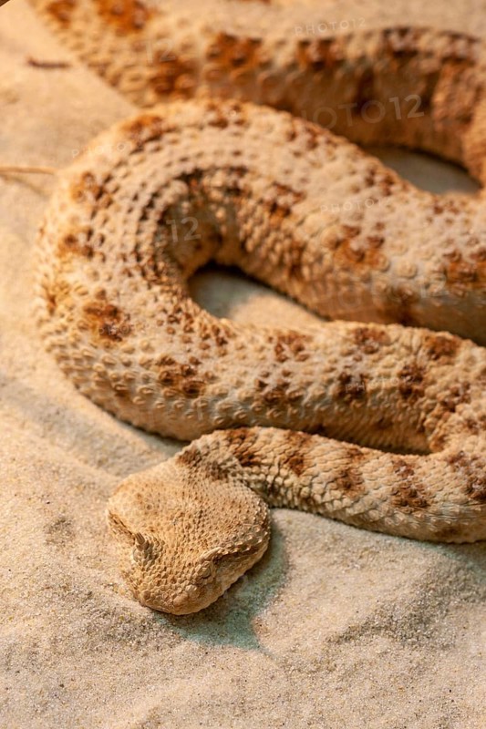 Saharan horned viper (Cerastes cerastes)