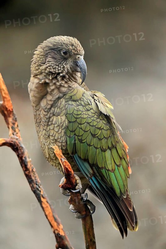 Kea (Nestor notabilis)