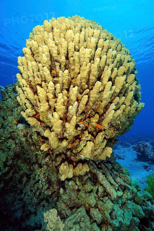 Hump Coral (Porites nodifera)
