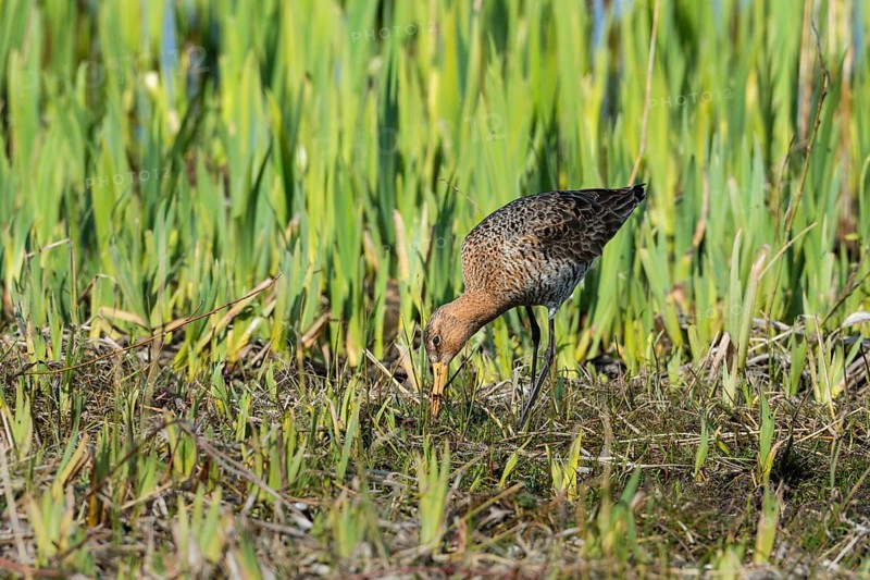 Black-tailed godwit (Limosa limosa) male