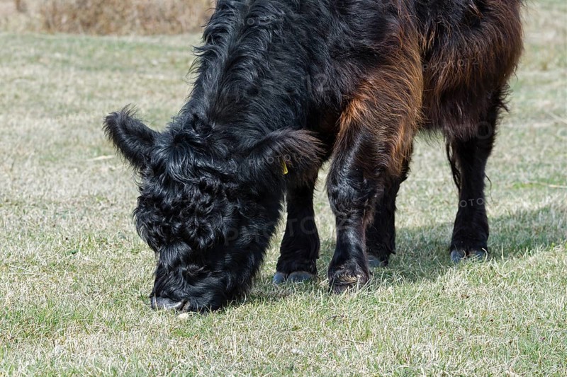 Galloway cattle