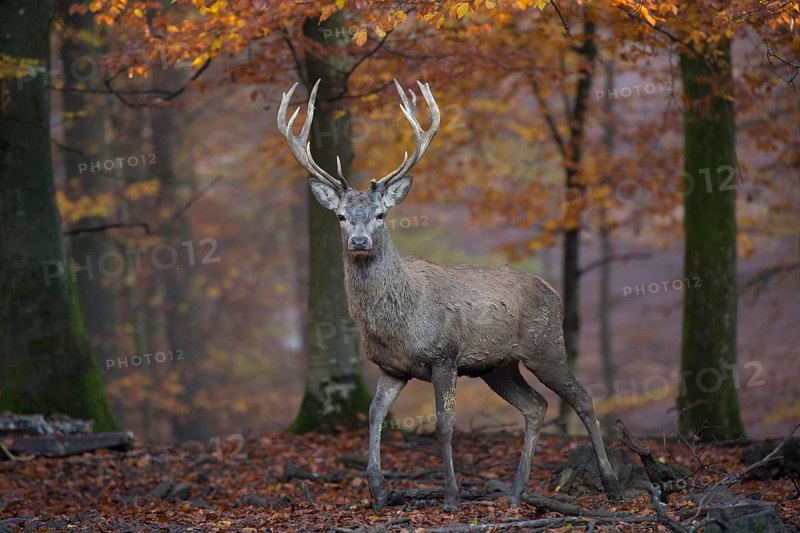 Red deer (Cervus elaphus)