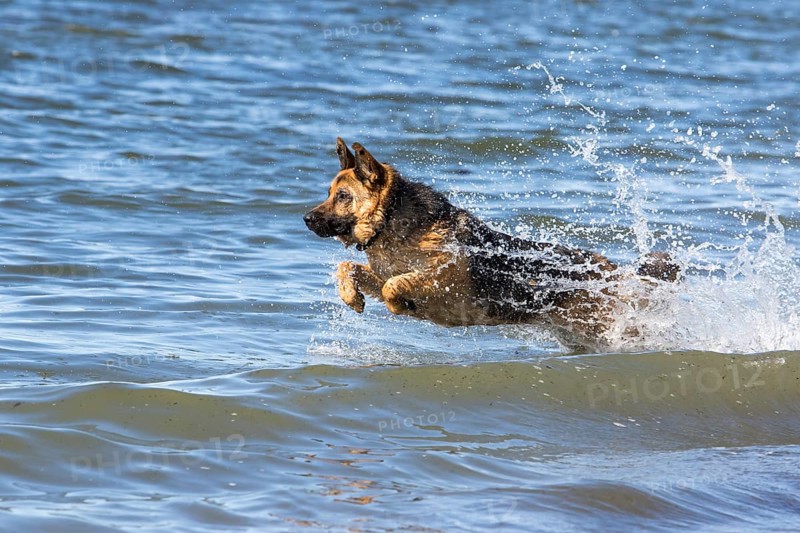 German Shepherd Dog