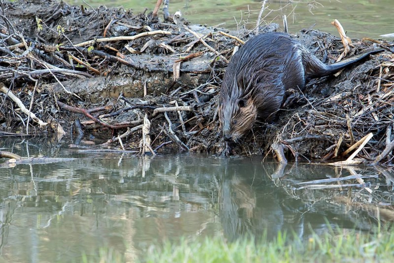 Canadian beaver