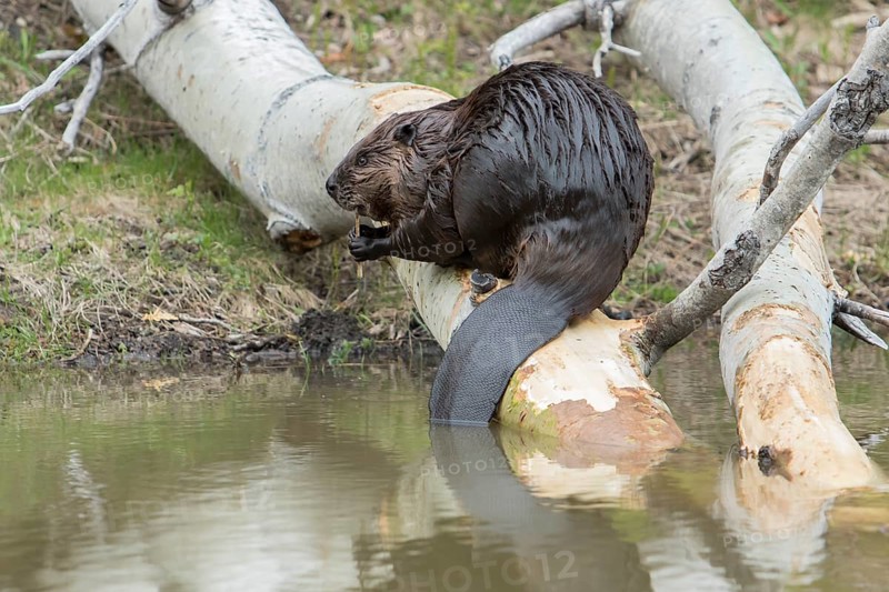Canadian beaver