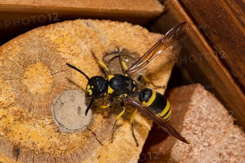 Mason wasp