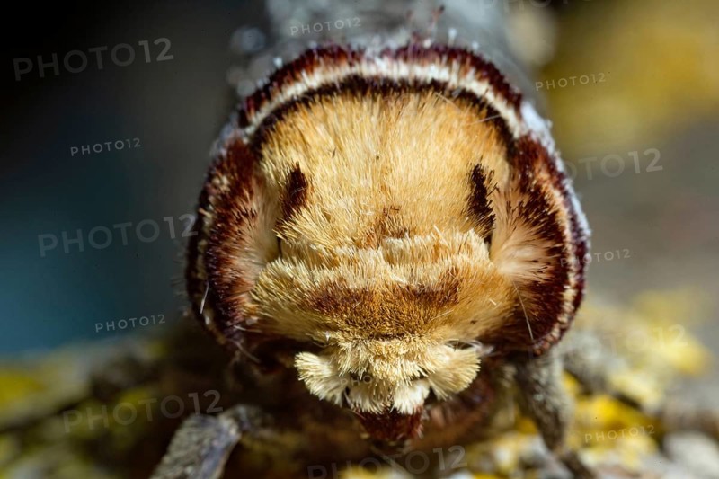 Buffalo head (Phalera bucephala)