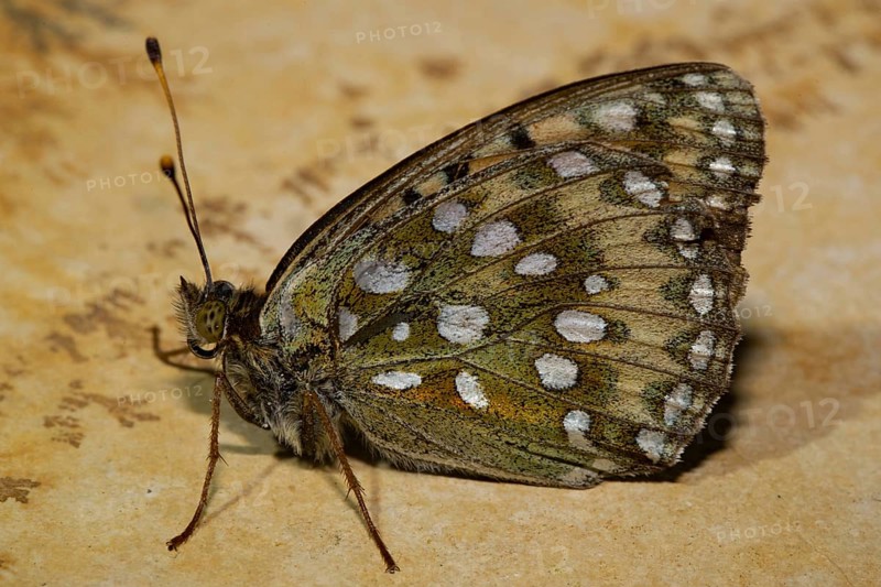 Dark green fritillary (Argynnis aglaja)