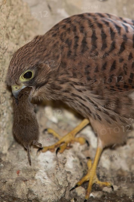 Common kestrel (Falco tinnunculus)