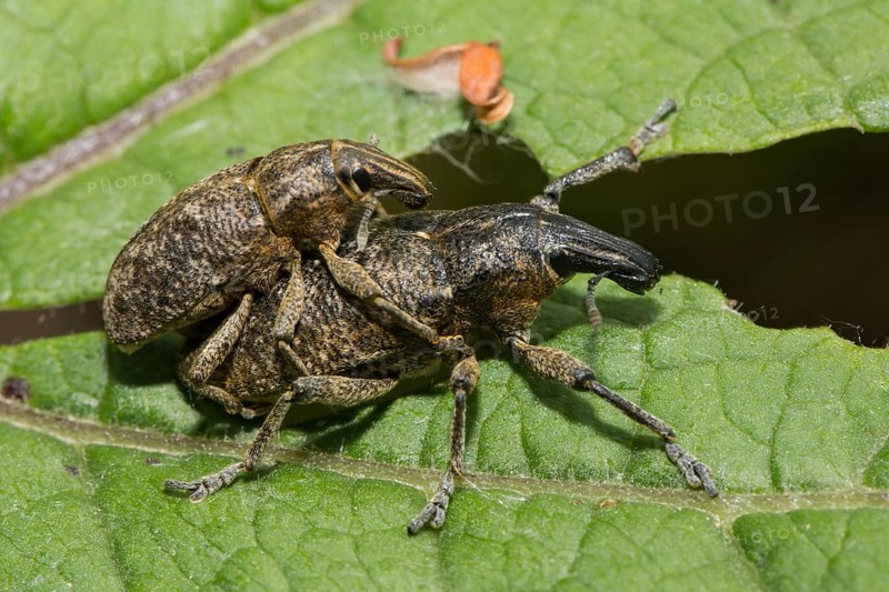 Sluggish weevil (Cleonis pigra)