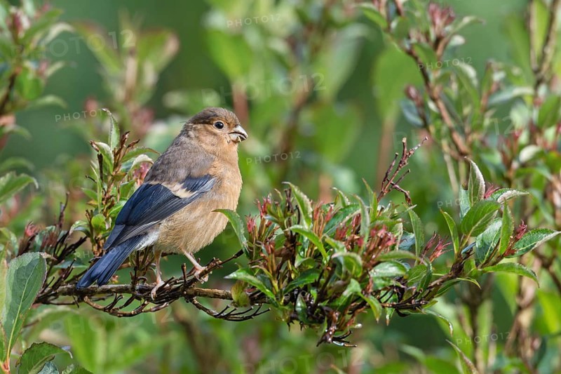 Eurasian bullfinch (Pyrrhula pyrrhula) Jungvogel