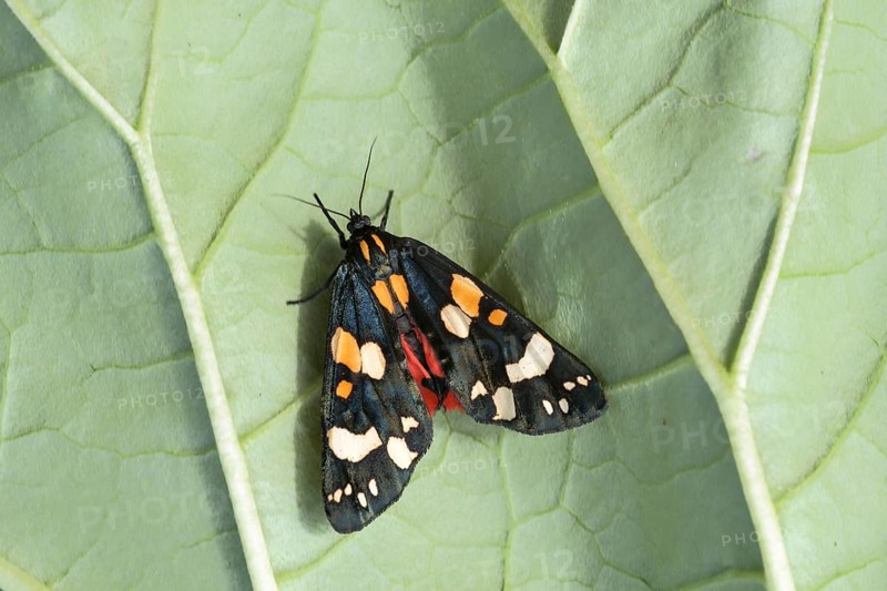 Scarlet tiger moth (Callimorpha dominula) Spanish flag