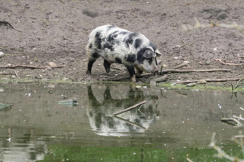 Turopolje-Domestic Pig (Sus scrofa domesticus)