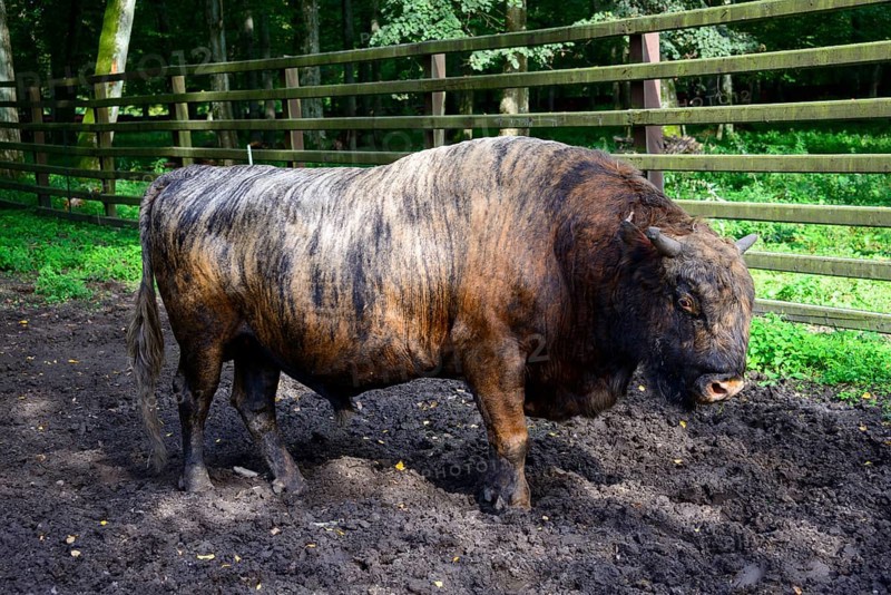 Zubron (Bos taurus x Bison bonasus)