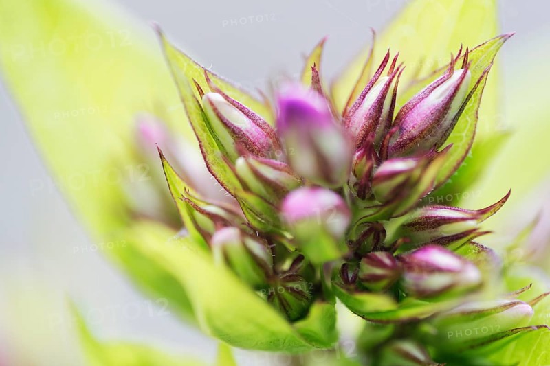 Garden phlox (Phlox paniculata)