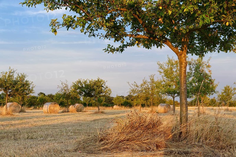 Hay bales in meadow orchard