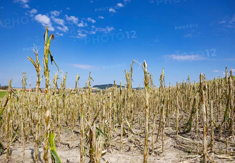 Maize (Zea mays) plants in a field with hail damage after a heavy storm