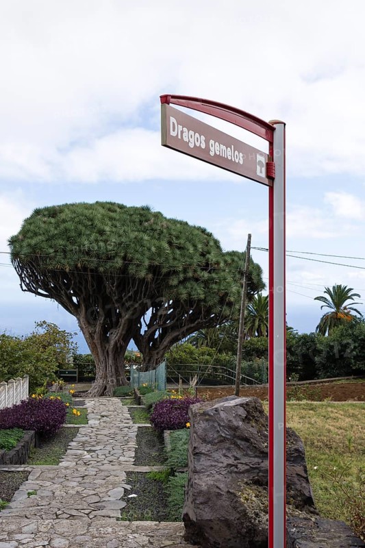 Canary Islands dragon tree (Dracaena draco) twin dragon tree