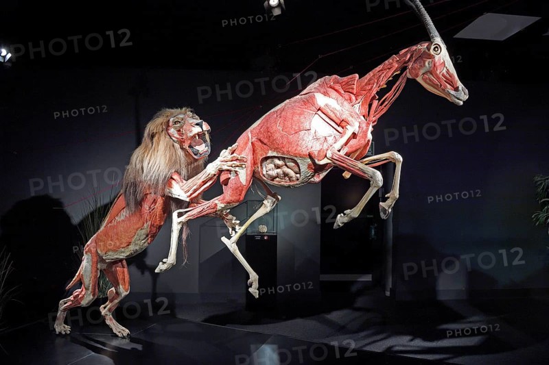 Taxidermy